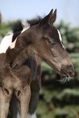 Beautiful skewbald foal in spring
