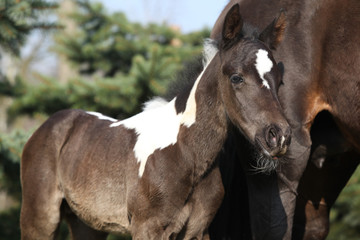 Beautiful skewbald foal in spring