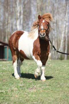 Gorgeous Shetland pony running