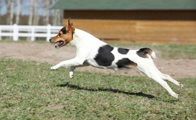 Gorgeous Parson Russell terrier running