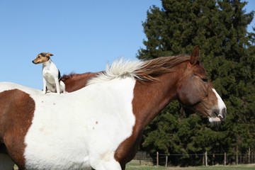 Brave Parson Russell terrier sitting on horse back