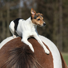 Brave Parson Russell terrier lying on horse back