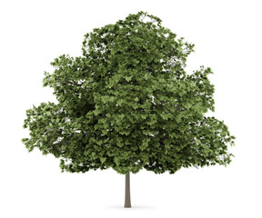 common maple tree isolated on white background