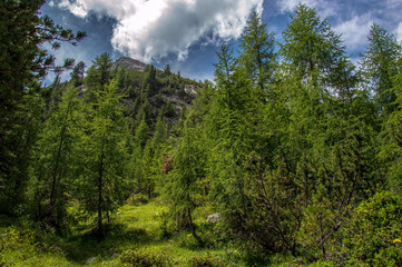 Fototapeta na wymiar Alpine las