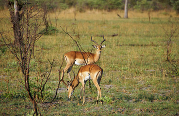 Gazelle, Zentralafrika