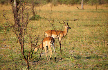 Naklejka na ściany i meble Gazelle, Zentralafrika