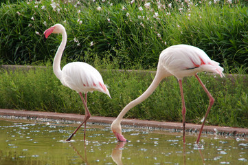 Flamingos