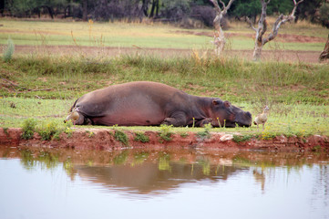 Naklejka na ściany i meble Flußpferd, Zentralafrika