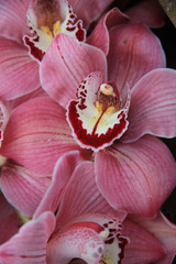 Pink cymbidium orchid