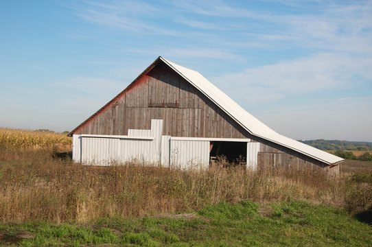 Old wood Barn with Metal Roof next to a Corn Field