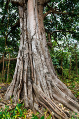Fototapeta premium photography of an old tree in the jungle
