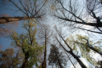 Tree in autume on Black Dragon Pool,Lijiang,Yunnan,China.