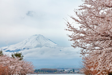 Beautiful mount Fuji and cherry blossoms in spring, Japan