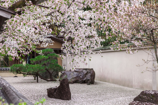 Zen garden Japanese style decorates by pink cherry blossoms