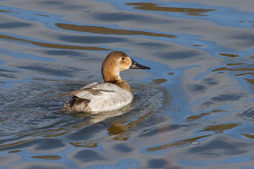Canvasback