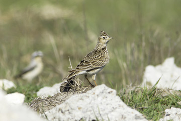 Sky lark in natural habitat / Alauda arvensis