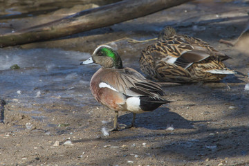 American Wigeon