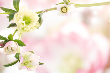 クリスマスローズ