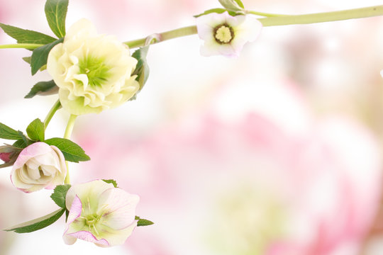 クリスマスローズ Images Browse 2 145 Stock Photos Vectors And Video Adobe Stock