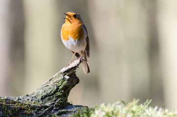 Rouge gorge