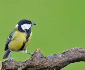 Obraz premium Great tit.