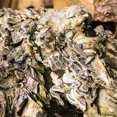 texture of mushrooms on a tree stump