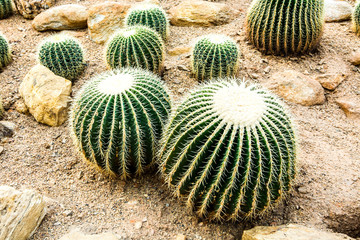 cactus in Queen Sirikit Botanic Garden,chiangmai Thailand