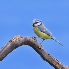 Blue tit.
