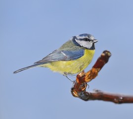Blue tit.