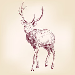 Deer hand drawn vector llustration realistic sketch