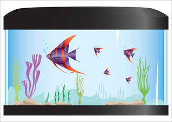 aquarium with fish and nature