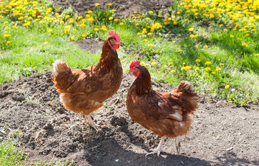 Hens outside in the meadow