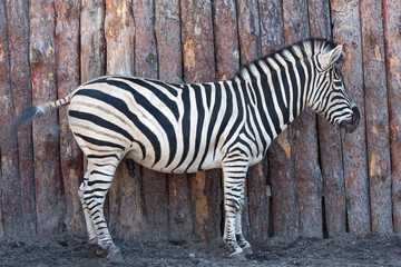 Zebra posing on nature