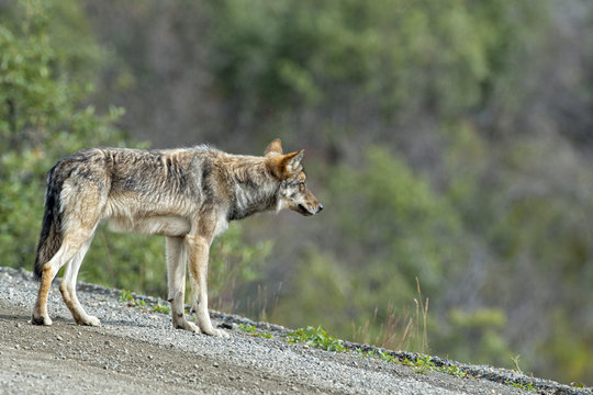 Fototapeta A grey wolf looking at you