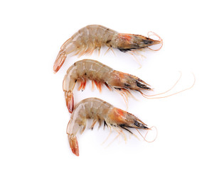 Close up of fresh shrimps.