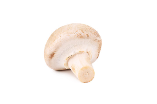 White mushroom close up.