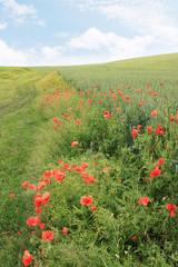 field with red poppies