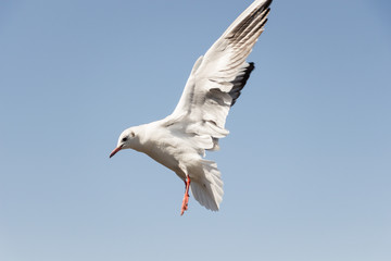 White bird seagull