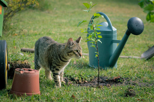chat curieux dans son jardin