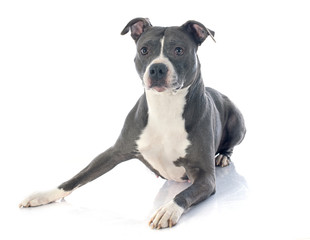 american staffordshire terrier