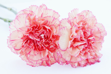 carnations