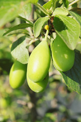 unripe green plums