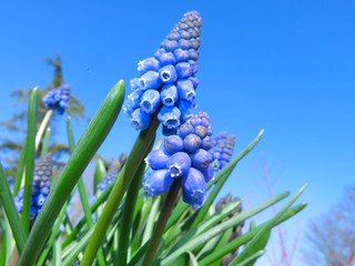 Blüten