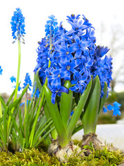 Blüten von unten