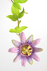 Passiflora - Passionsblume