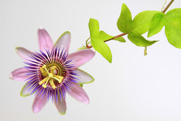 Passiflora - Passionsblume
