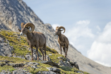 Big Horn Sheep portrait while walking on the mountain edge © Andrea Izzotti