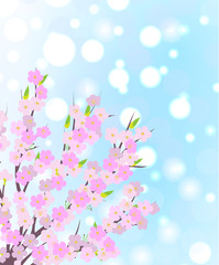 Spring cherry tree blossom