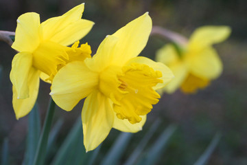 narcisi gialli _ fiore