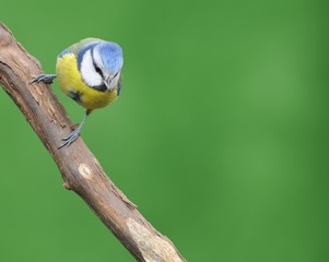 Blue tit.